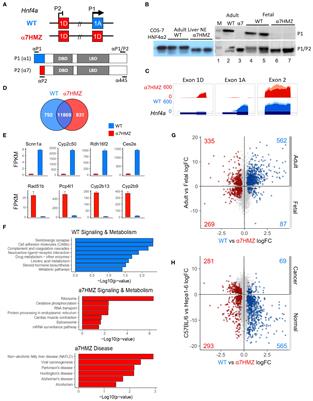 HNF4α isoforms regulate the circadian balance between carbohydrate and lipid metabolism in the liver